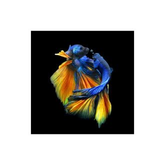  obrazy OBRAZ BETTA I 80X80 BETTAI80 Meble Signal - 1