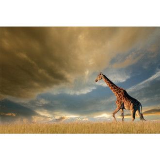  OBRAZ GIRAFFE 120X80 GIRAFFE120 Meble Signal 