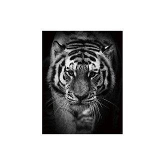  OBRAZ TIGER 80X120 TIGER80 Meble Signal 