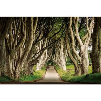  OBRAZ TREES III 120X80 TREESIII120 Meble Signal 