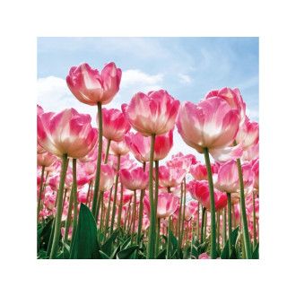  OBRAZ TULIPS 80X80 TULIPS80 Meble Signal 